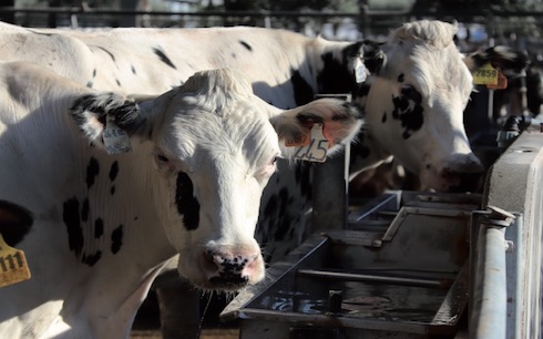 È dimostrato che esistono bovine in grado di compensare le condizioni di acidosi e bovine non in grado di compensare