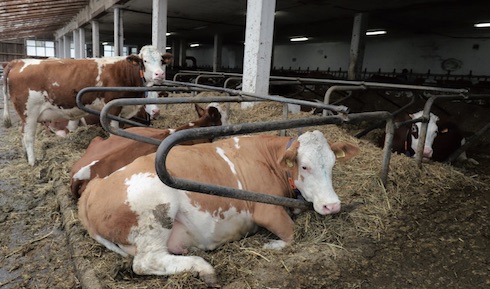 Le produzioni medie sono attorno ai 28 chilogrammi di latte, senza mai forzare gli animali