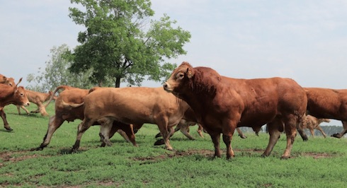 La fecondazione è naturale: ogni toro dispone di un harem da 20-25 fattrici