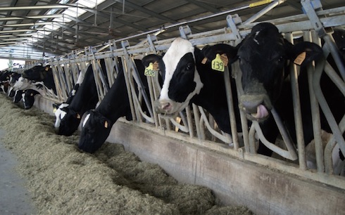 A livello di proprietà coagulative del latte, non sono state rilevate differenze statisticamente significative tra le vacche alimentate a silomais e quelle a silosorgo