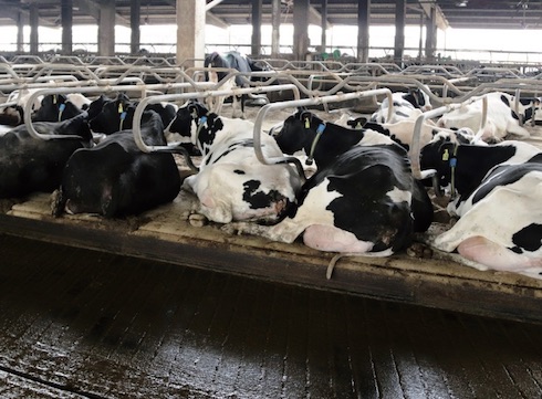 Le vacche dell'azienda Ambrosini hanno una media di 520 atti ruminativi al giorno