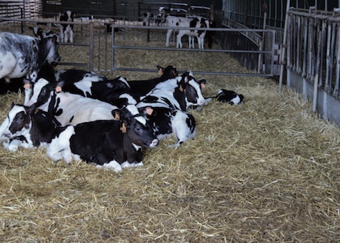 Dopo il periodo in gabbietta, i vitelli vengono provvisoriamente stabulati in box su lettiera all’interno di un tunnel provvisto di ventilatori. Il prodotto larvicida viene distribuito ai bordi della lettiera