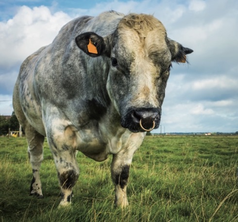 L'utilizzo di seme Blu Belga negli incroci con vacche da latte sta crescendo notevolmente nelle stalle italiane