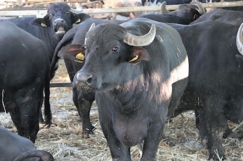 Le prime bufale sono state acquistate nel modenese, quando il loro latte veniva lavorato presso un caseificio esterno all'azienda