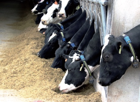 I collari sono applicati all'intero effettivo di vacche in lattazione