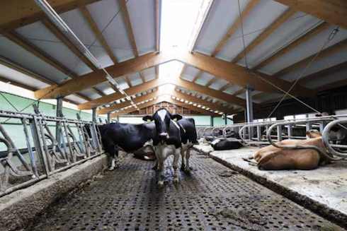 Le bovine sono entrate nel nuovo padiglione lo scorso 30 ottobre, il giorno della terribile tempesta di vento che si è abbattuta sul Triveneto