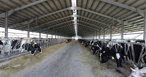 La nuova stalla da 400 vacche dei Bianchessi è stata costruita nel 2013