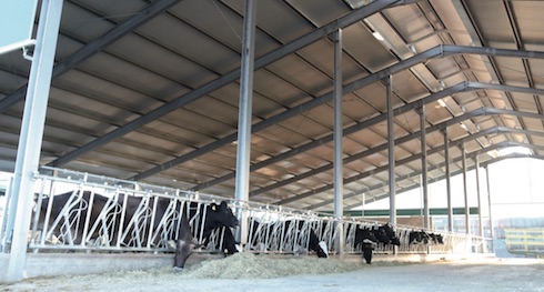 La stalla di recente costruzione dove è ospitata la maggior parte della mandria bovina