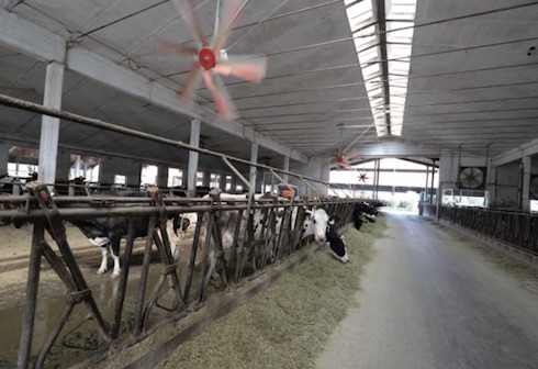 Cow comfort all'ennesima potenza alla cascina Cristella, che produce latte con standard di benessere animale certificato per la Soresina