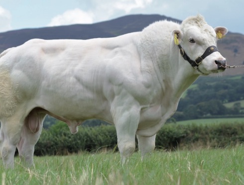 Gaberal, uno dei tori British Blu selezionati da Abs per l'incrocio con Frisona