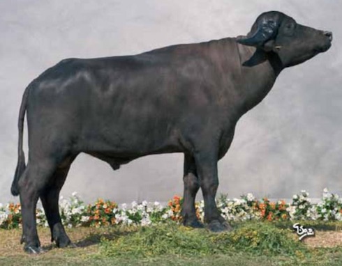 Ombra 'E Nisciuno, il miglior toro a indice latte della scuderia Chiacchierini