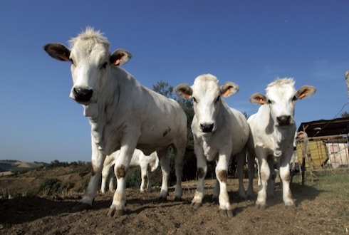 Esistono differenze fra razze e specie nella sensibilità allo stress da caldo, i bovini da carne, ad esempio, cominciano a subire gli effetti del caldo a livelli di Thi vicino a 75