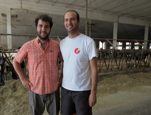 Per Umberto e Tommaso Marchi l'incrocio con il blu belga è una strada indispensabile per il futuro delle stalle da latte