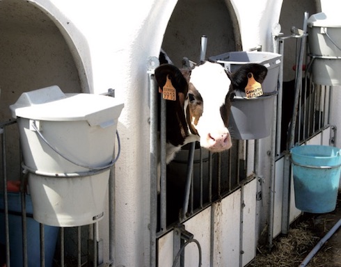 Negli allevamenti da latte la Brd colpisce la vitellaia, ma sempre più spesso anche le bovine adulte