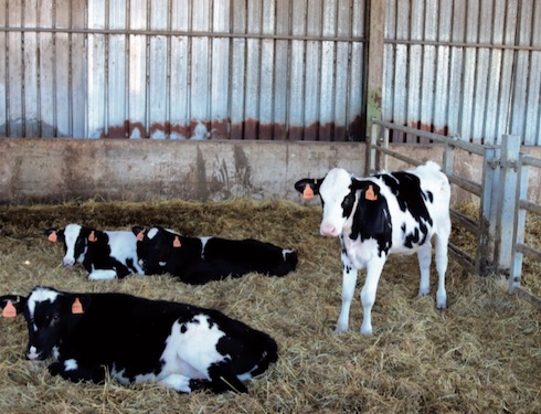 Somministrato durante lo svezzamento, OmniGen-AF® è efficace anche ai fini della prevenzione delle malattie respiratorie dei vitelli