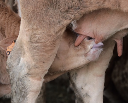 La criptosporidiosi non risparmia i vitelli da carne