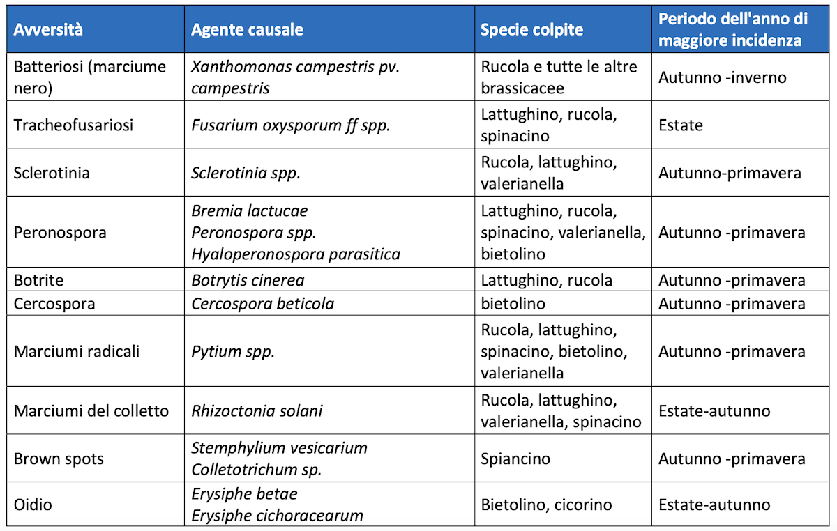 tabella-baby-leaf-colture-protette-malattie-patogeni-gennaio-2023-fonte-antesia1.png