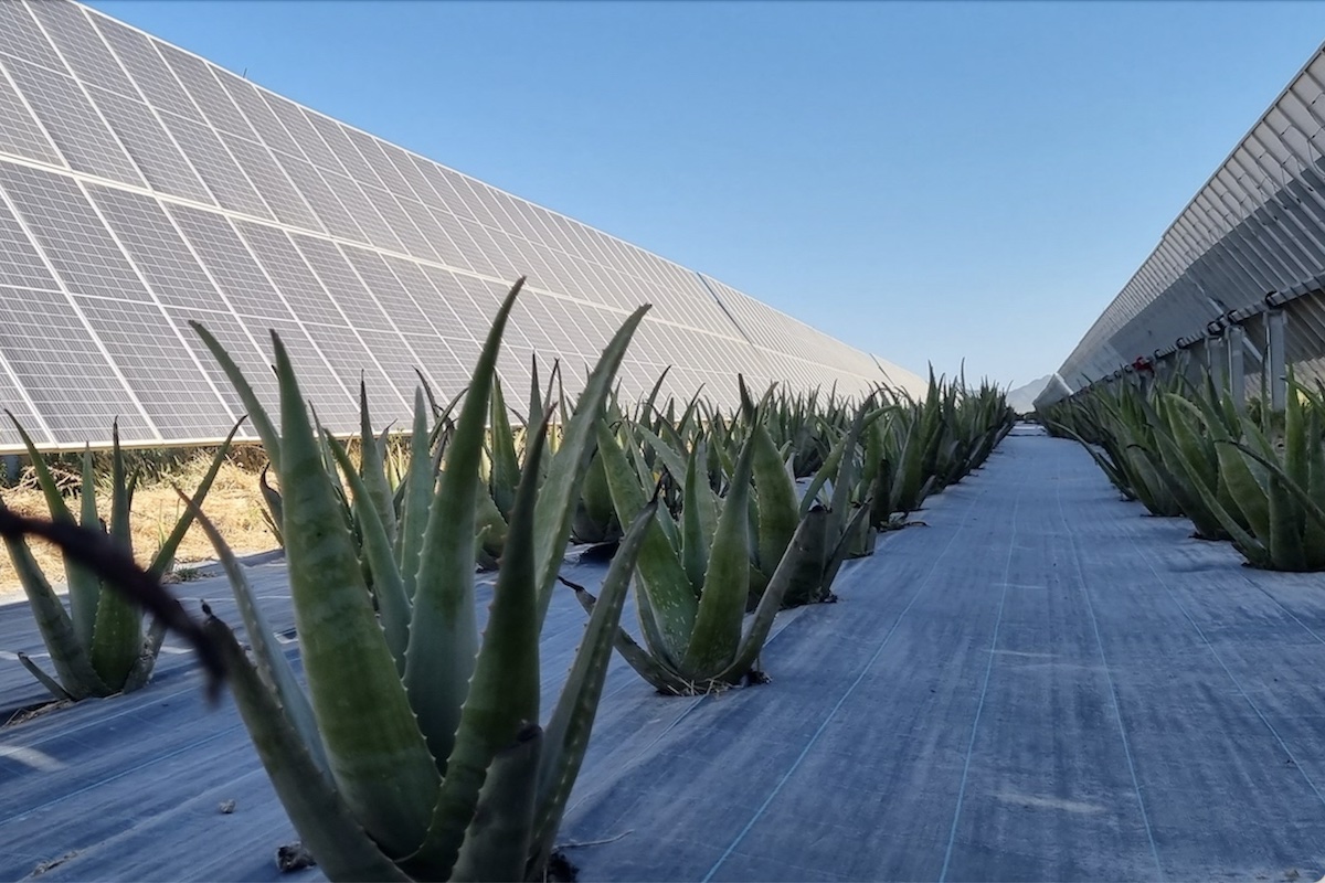 Aloe coltivata nell'impianto di Totana (Regione di Murcia, Spagna)