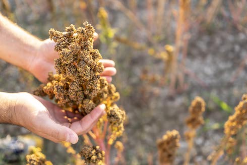 La quinoa è una pianta resistente