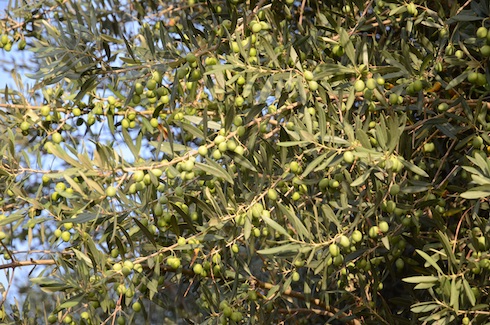 olive-olivo-fonte-biolchim.jpg