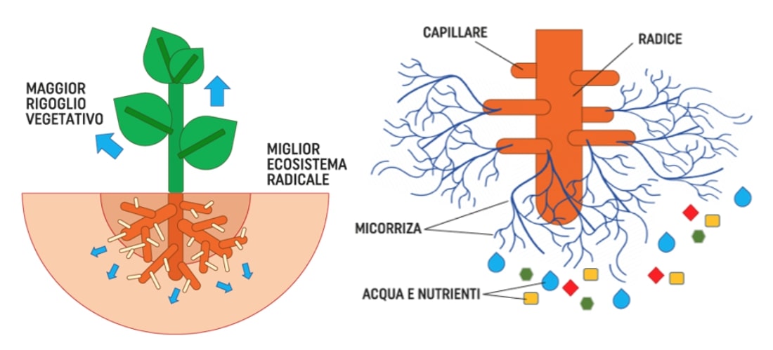bacillus-micorrize-fonte-biolchim.jpg