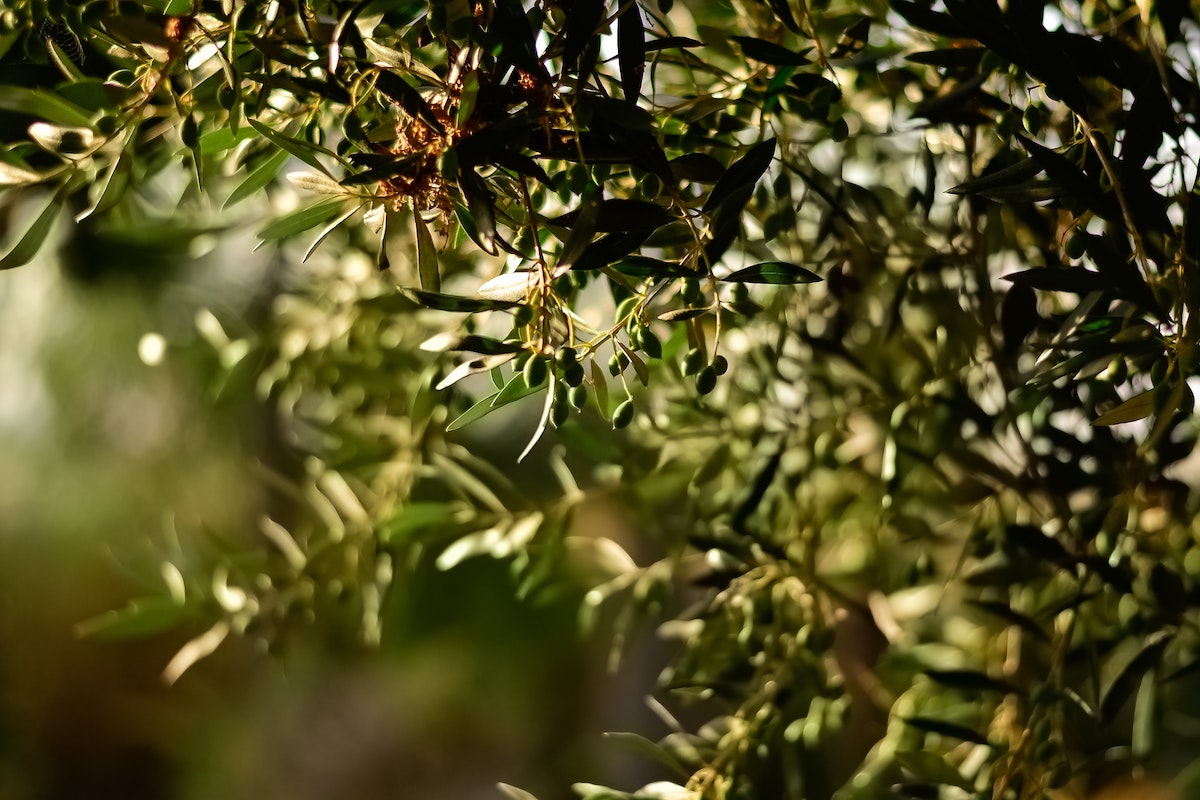 Concimazione fogliare, la via alla nutrizione dell'olivo - Olivo e Olio