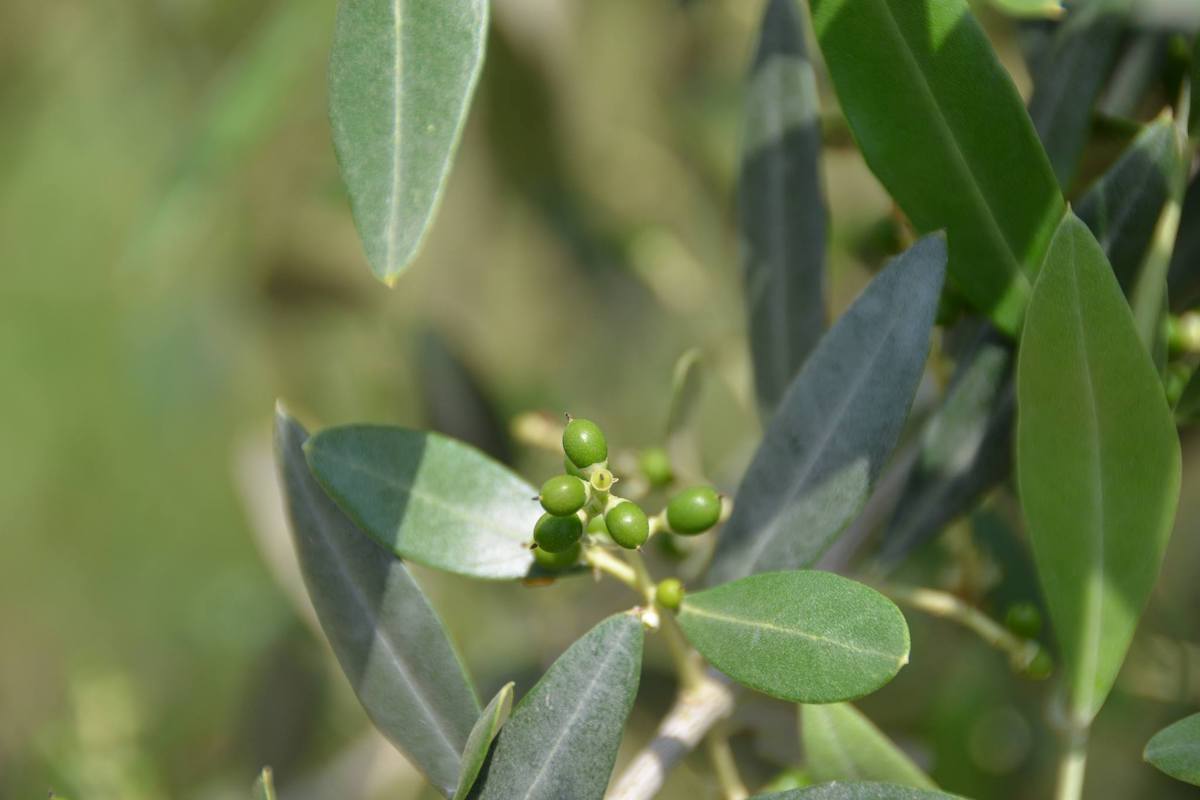 olivo-frutticini-fonte-biolchim.jpg