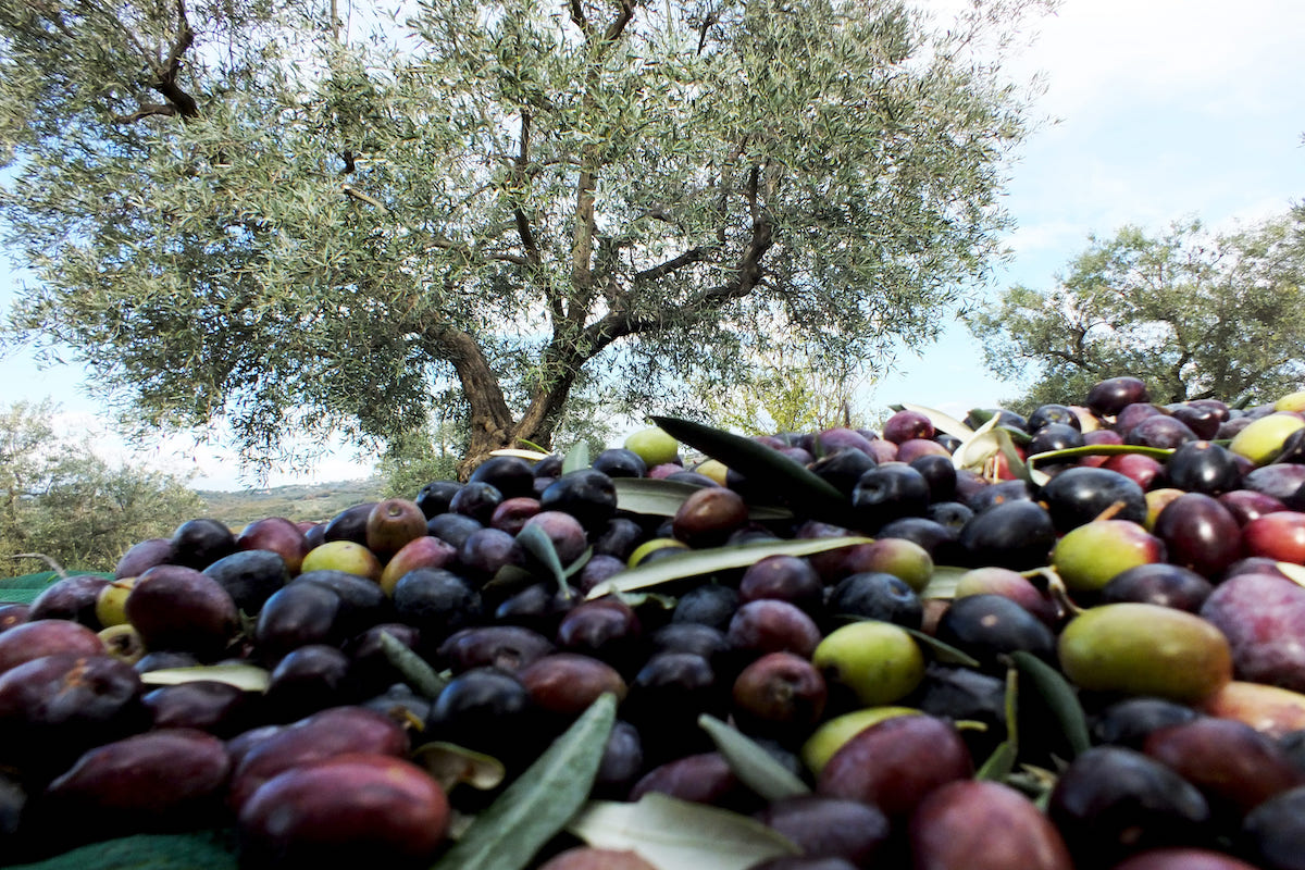 produzione-olive-fonte-biolchim.jpg