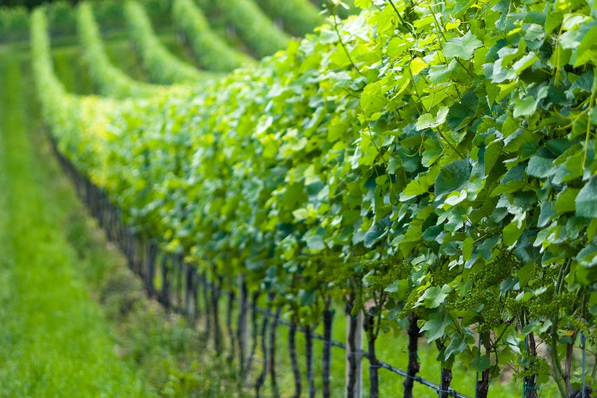 vite-viticoltura-vitigno-vigna-fonte-biolchim.jpg