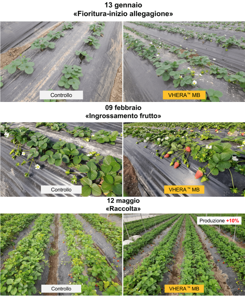 fioritura-inizio-allegagione-ingrossamento-frutto-raccolta-fragole-fragola-settembre-2024-fonte-biolchim-800x970.png