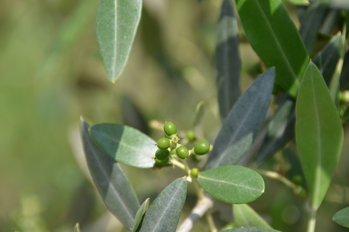 olivo-frutticini-olivicoltura-fonte-biolchim-1200x800.jpg