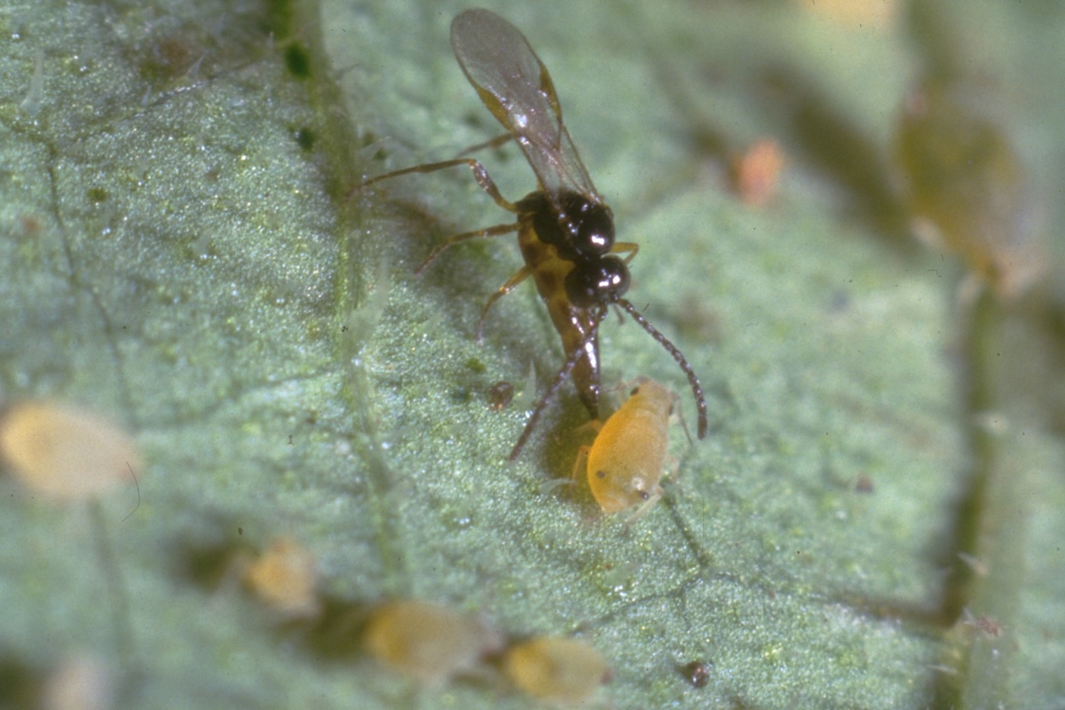 aphidius-colemani-afidi-parassitoidi-fonte-biogard-cbc-1200x800.jpg