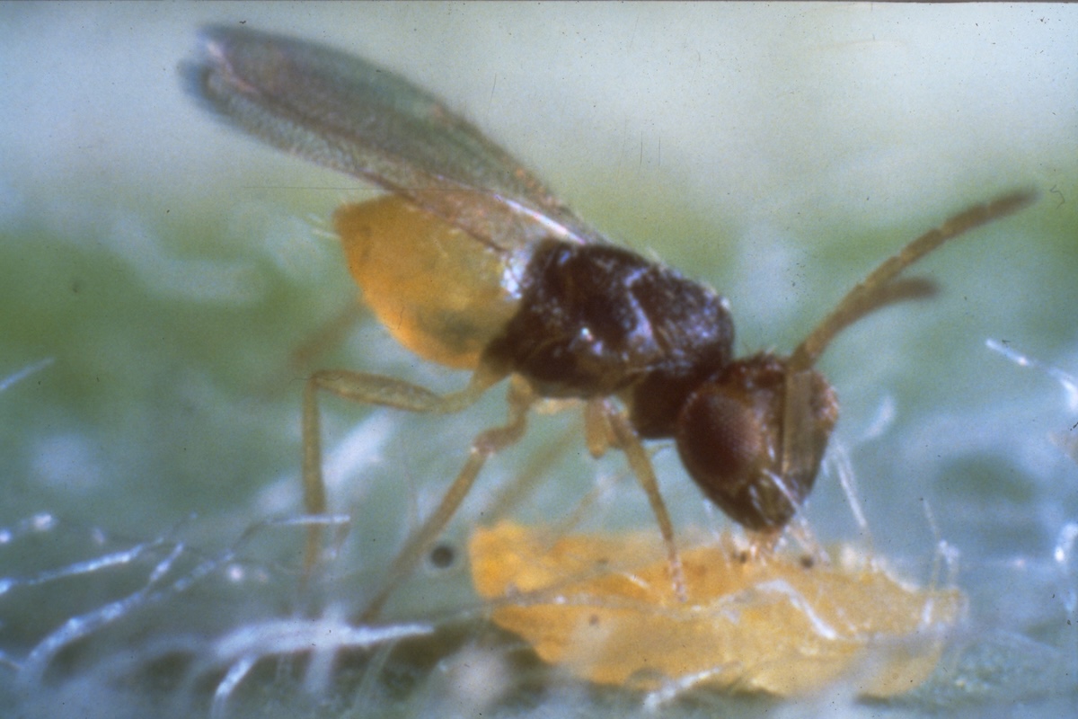 encarsia-formosa-parassitoide-insetti-utili-lotta-biologica-fonte-biogard-cbc-1200x800.jpg