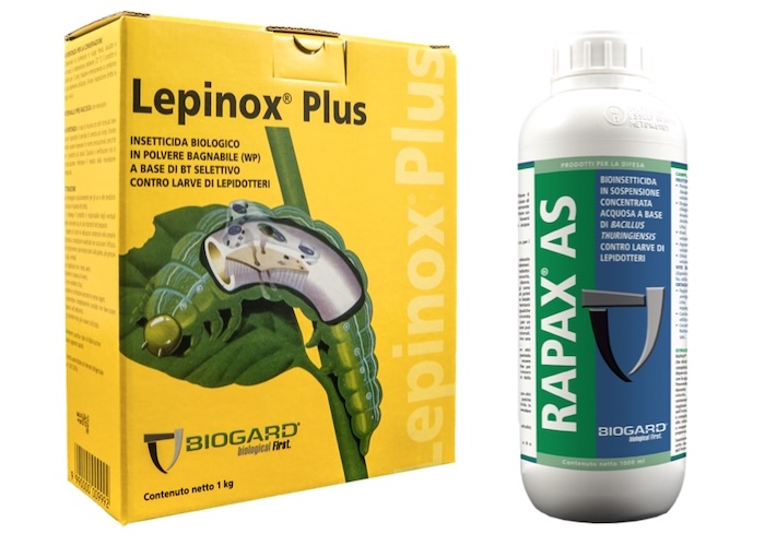 lepinox-rapax-as-difesa-larve-lepidotteri-fonte-biogard-cbc-redazionale-novembre2024-.jpg