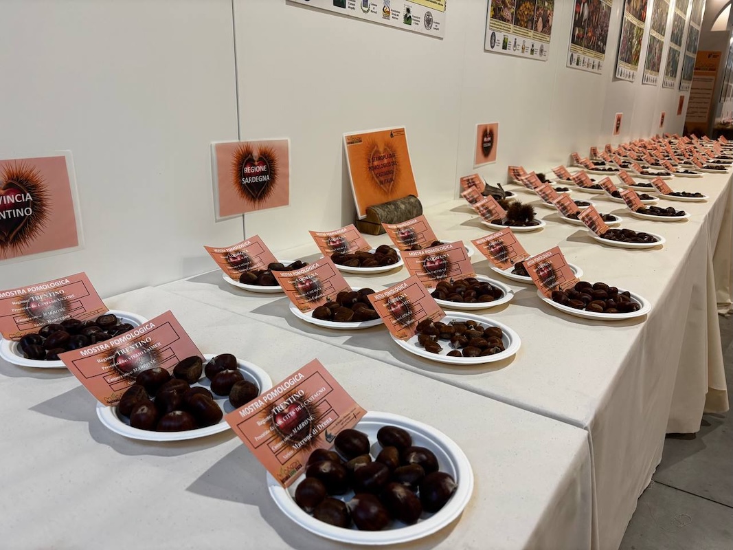 Variet&agrave; di castagno esposte a Castanea Expo