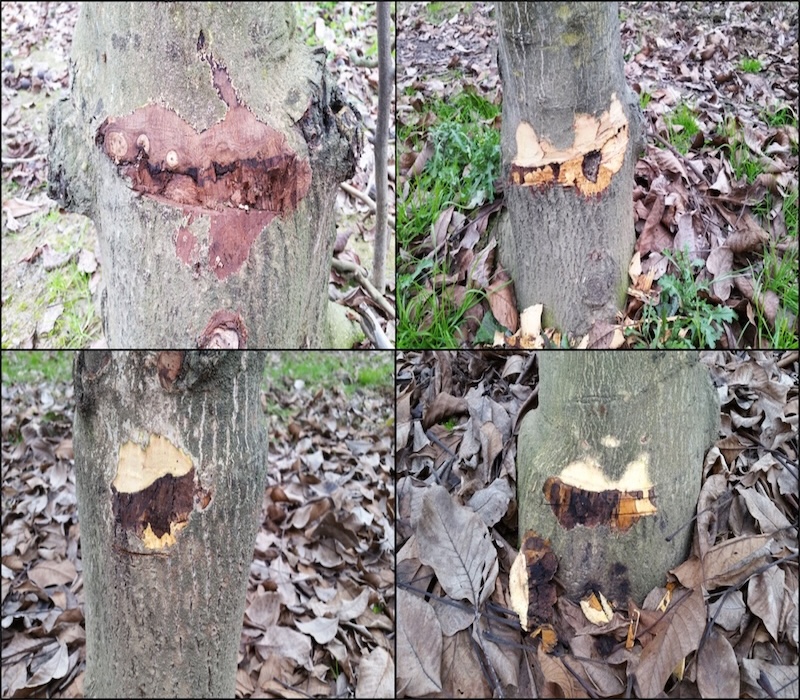 Blackline su Chandler e Tulare innestate su Paradox in Veneto