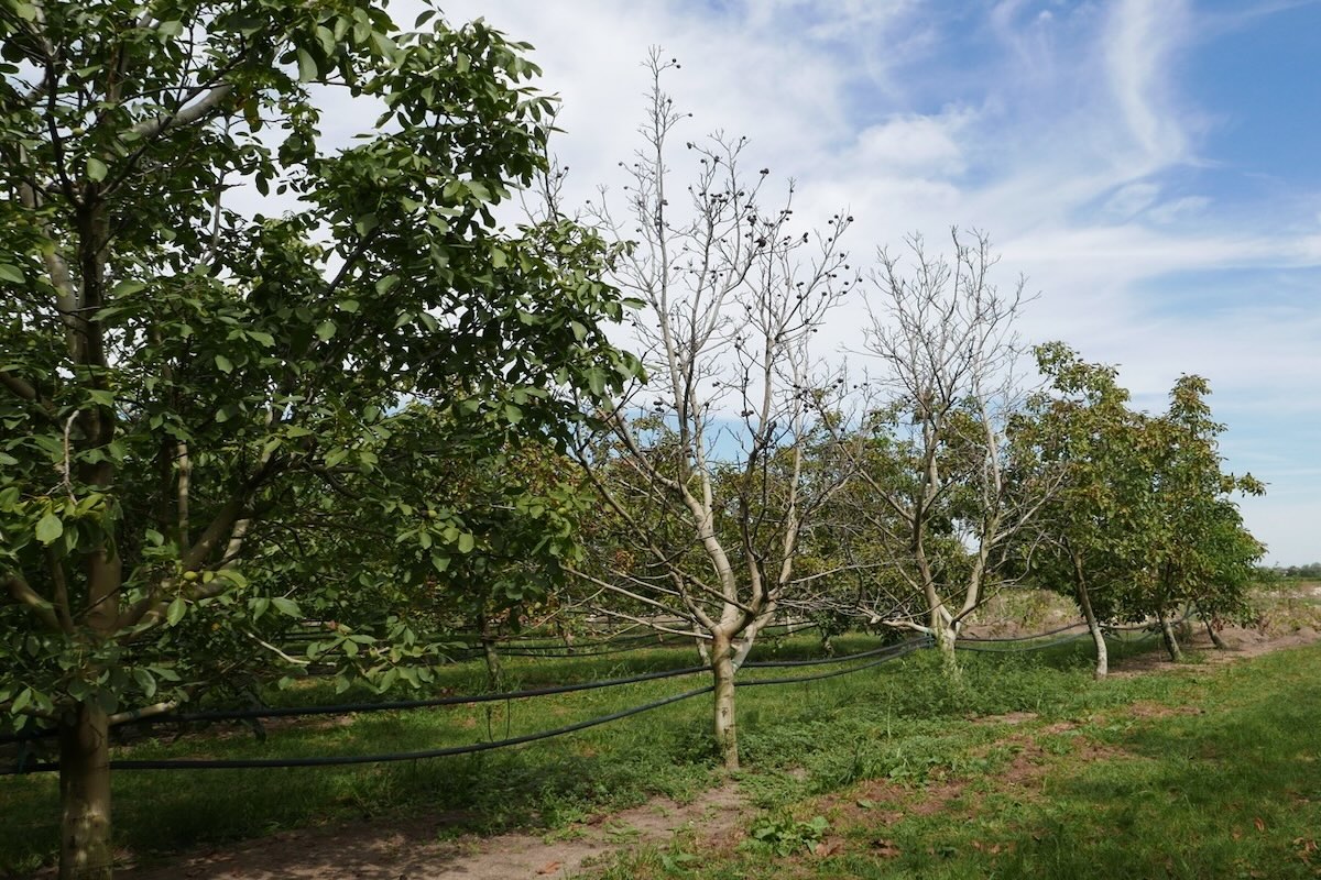 Noci colpiti da Phytophthora cinnamomi