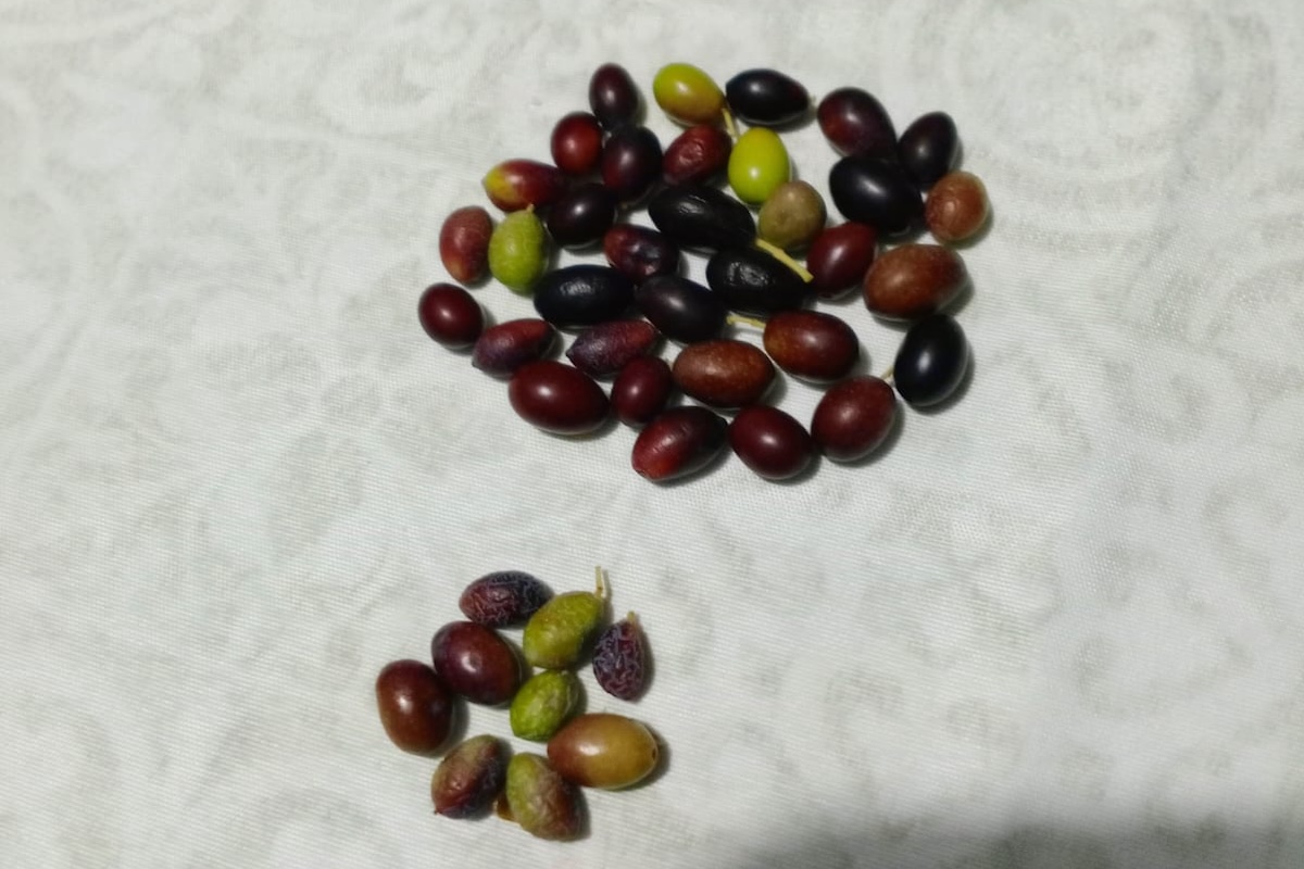 Differenze fra olive con pacciamatura e senza pacciamatura
