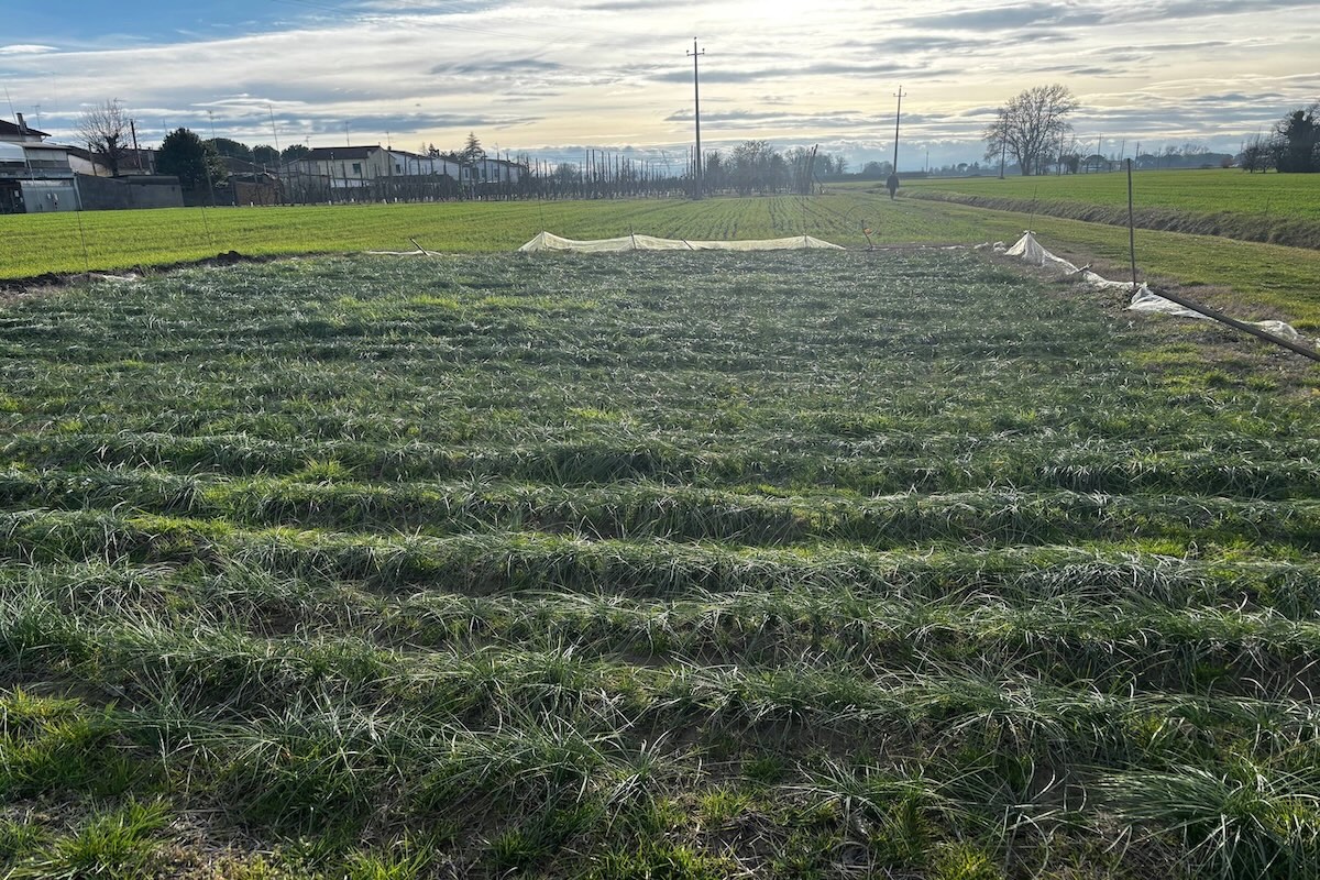 Campo di zafferano in inverno