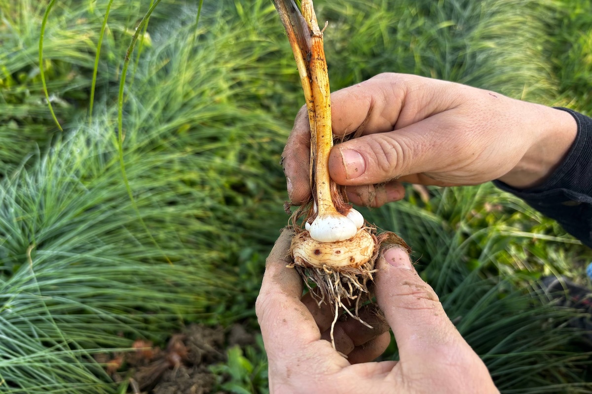 Cormo e radici dello zafferano
