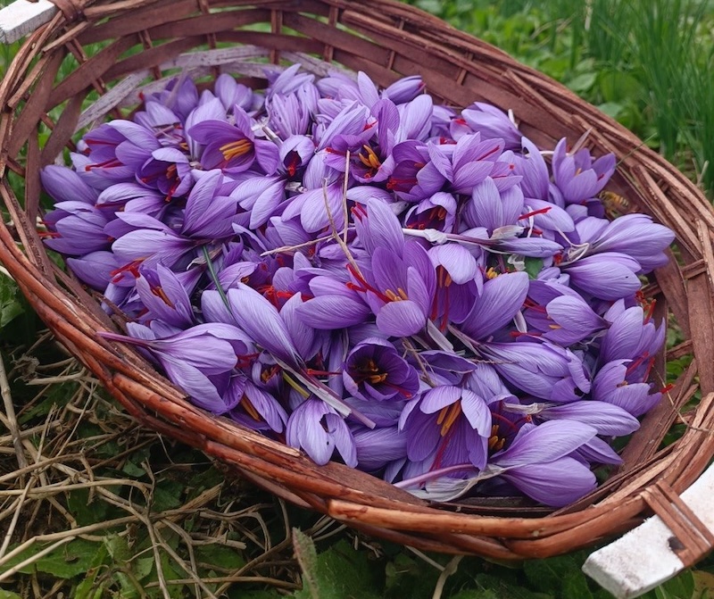 Fiori di zafferano appena raccolti 
