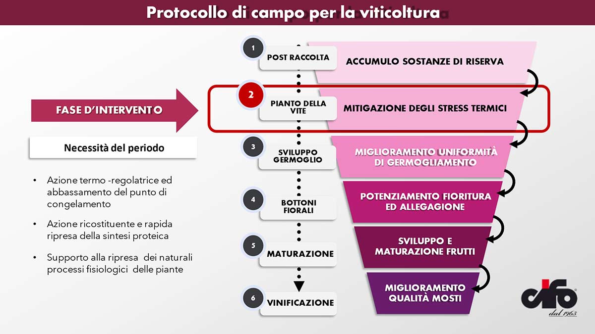 protocollo-campo-viticoltura-fonte-cifo.jpeg