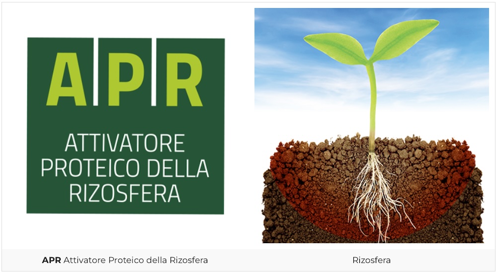 apr-attivatore-proteico-della-rizosfera-frumento-cereali-autunno-vernini-settembre-2024-cropletter-fonte-cifo-1000x550.jpg