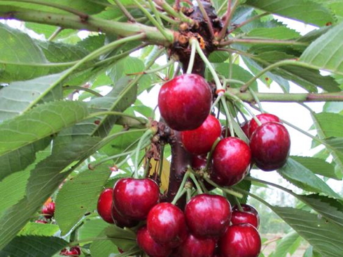 Royal Tioga, nuova varietà di ciliegio distribuita da Geoplant, Vivai F.lli Zanzi e Vivai Battistini