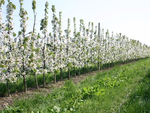 Impianto ciliegio ad alta densità, con varietà di ciliegie del gruppo Sweet