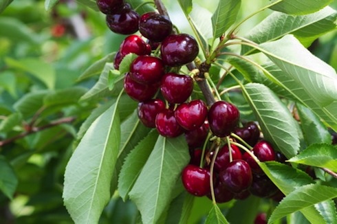 Sweet Lorenz, nuova varietà di ciliegio del gruppo Sweet prodotta da Unibo