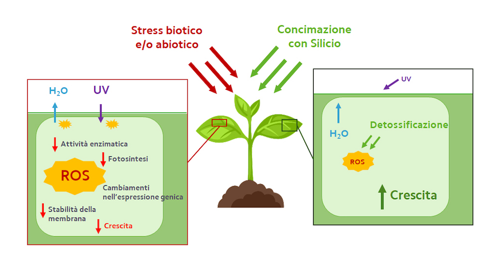 grafico-3-fonte-stress-biotico-abiotico-concimazione-silicio-fonte-compo-expert.jpg