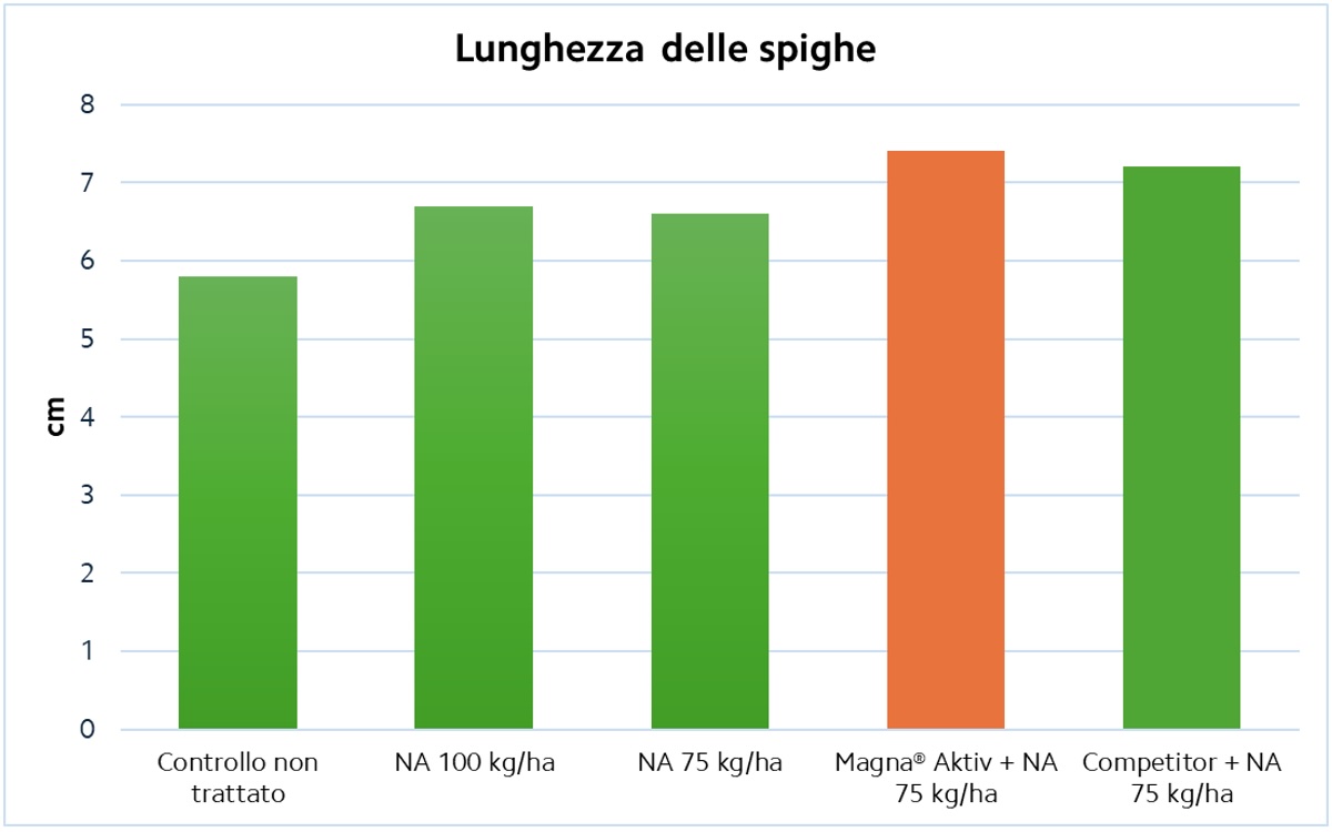 lunghezza-spighe-magna-aktiv-dicembre-2024-fonte-compo-expert-1200x750.jpg