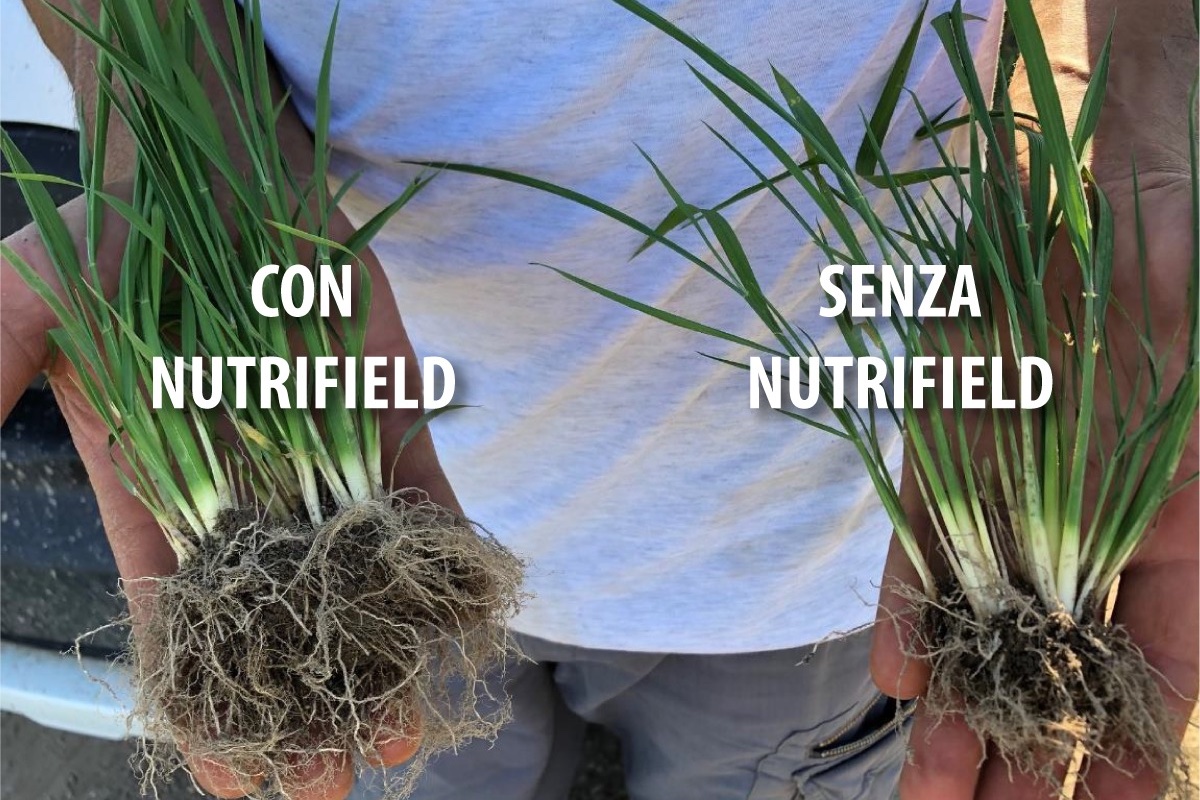 nutrifield-fertilizzante-riso-confronto-redazionale-febbraio-2023-fonte-terrepadane.jpg