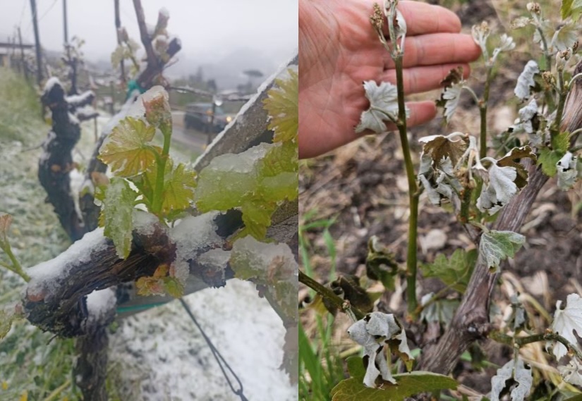 Italia divisa in due: vigne colpite dal gelo in Toscana e dalla siccità in Puglia, monitoraggio Coldiretti